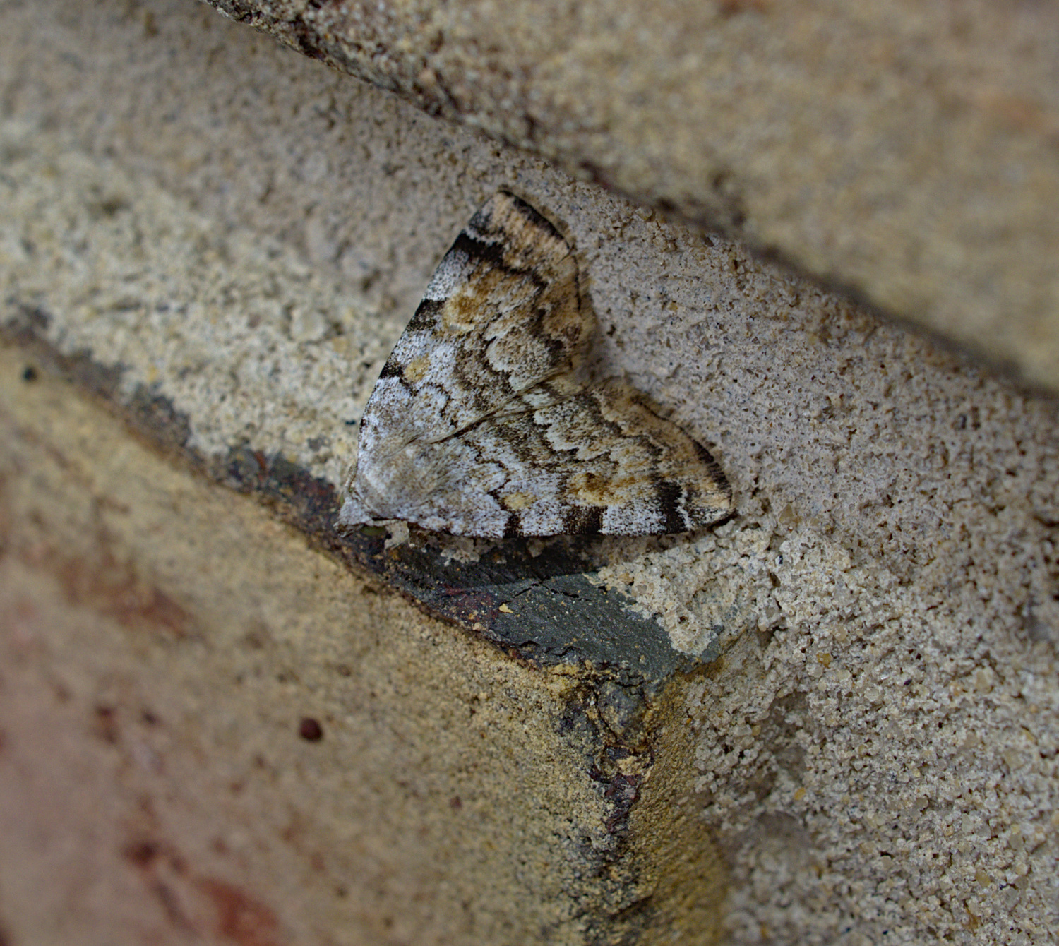 Freedom moth_20200528.jpg